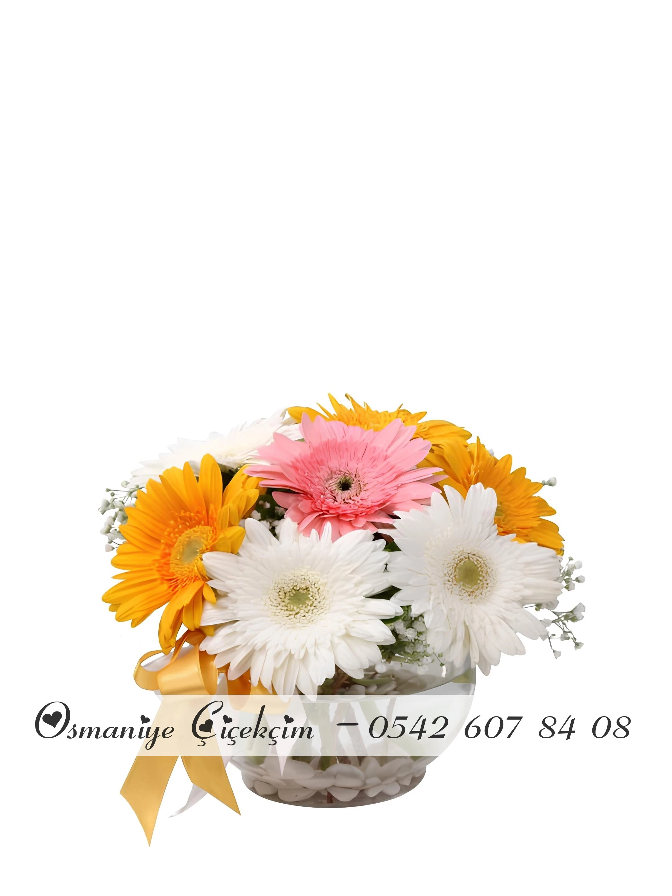 Cam Fanusta Gerberalar