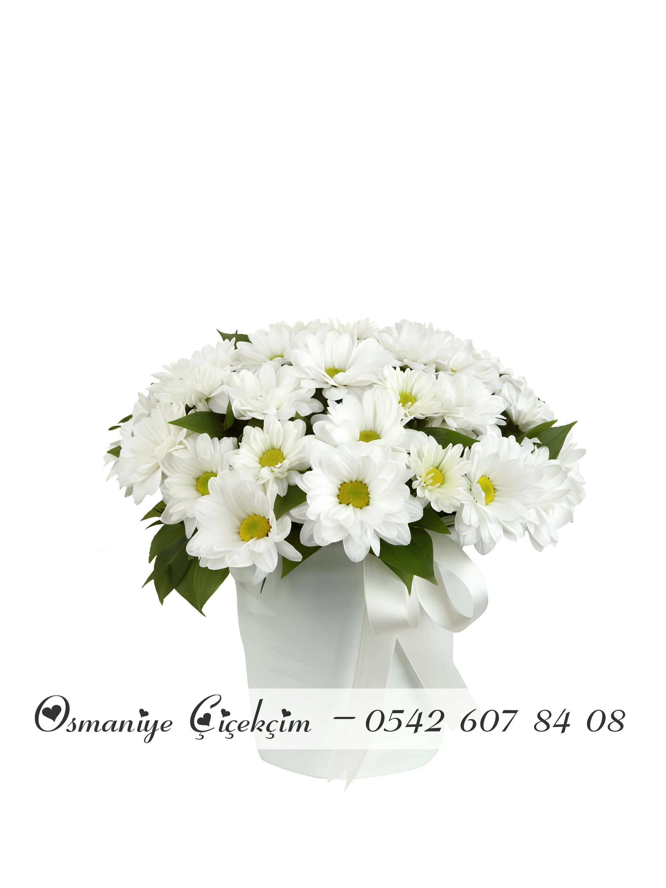 Cam Fanusta Papatyalar