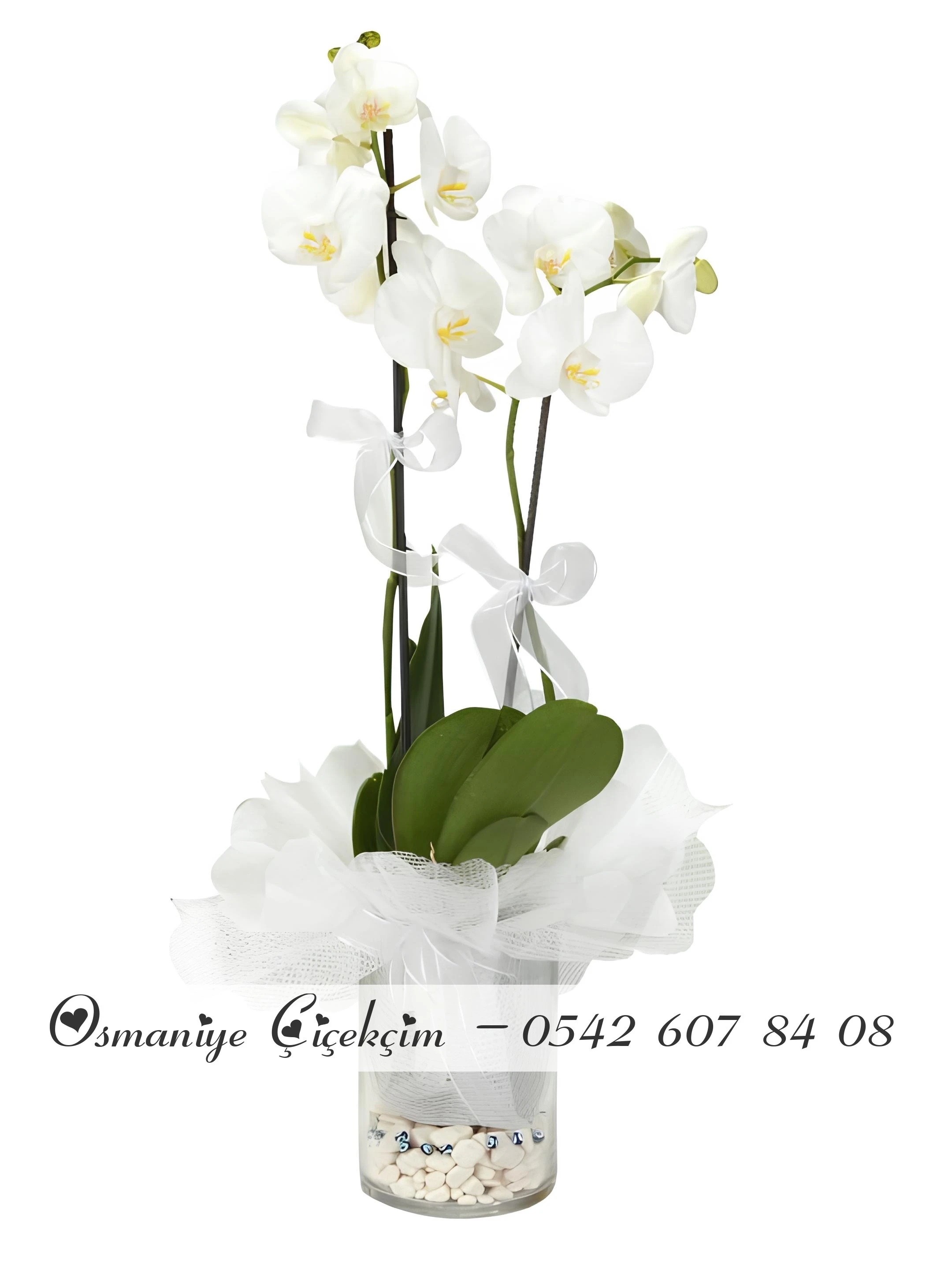 Cam Vazoda Süslü Orkideler