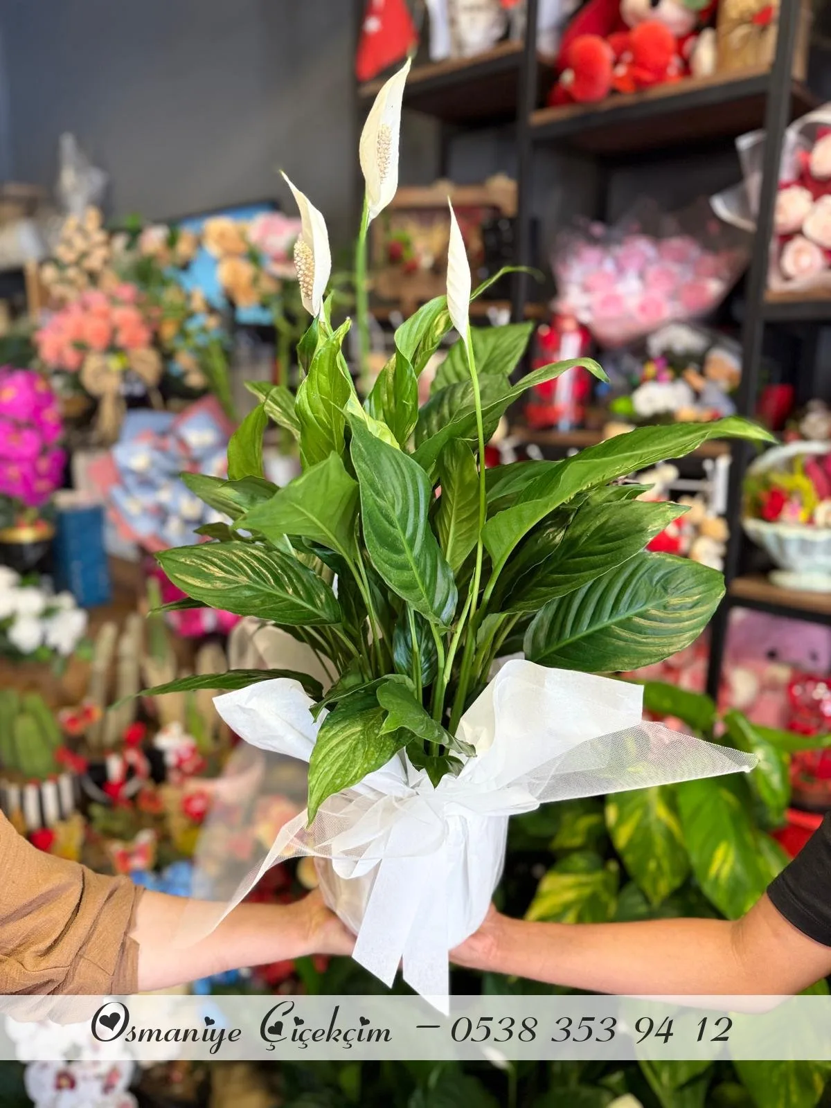 Kar Beyaz Sevgi Spatifilyum Barış Çiçeği