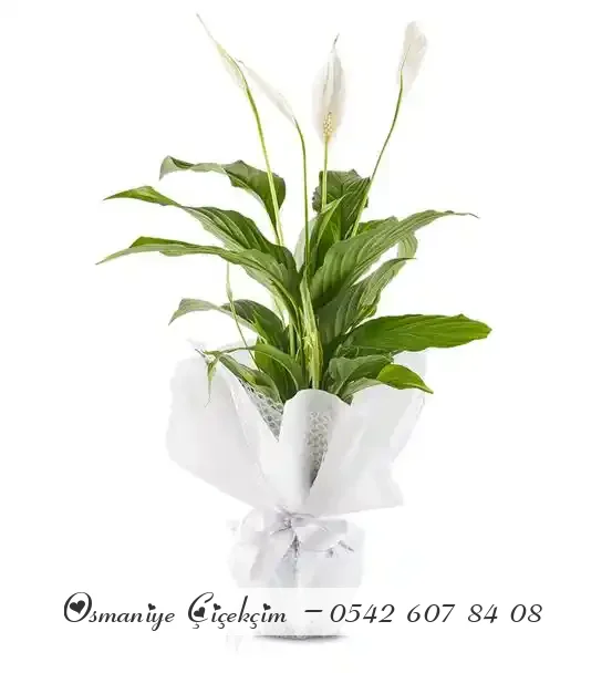 Kar Beyaz Sevgi Spatifilyum Barış Çiçeği