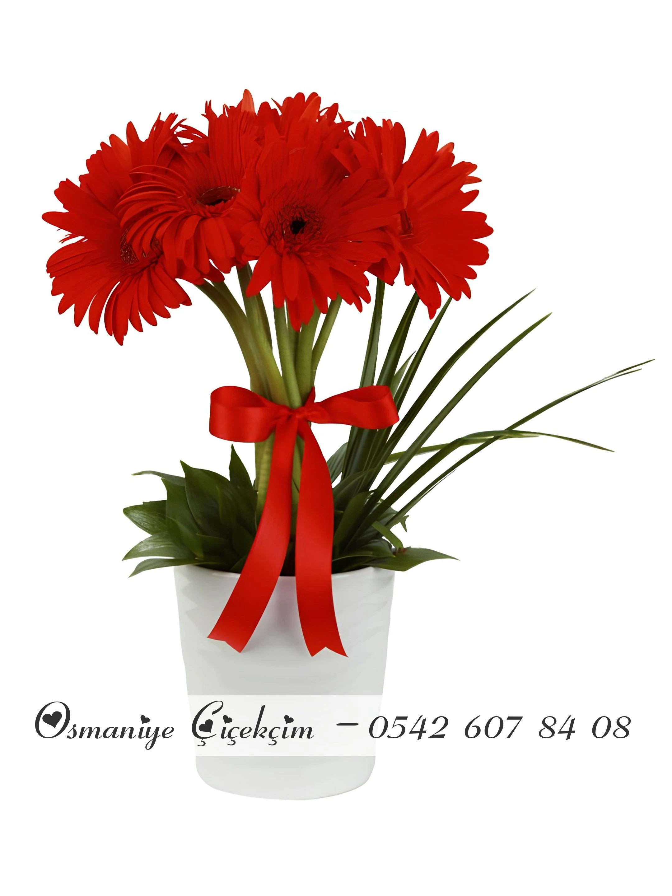 Saksıda Aşkın Ateşi