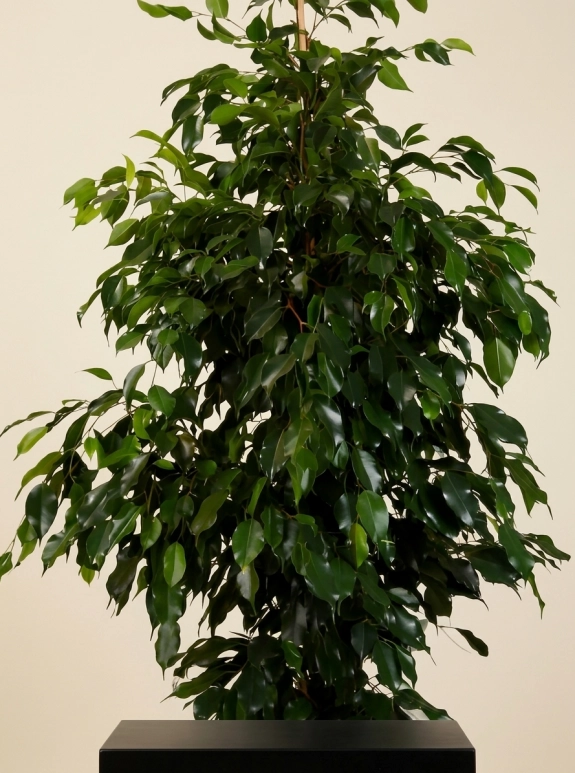 Ficus Benjamin