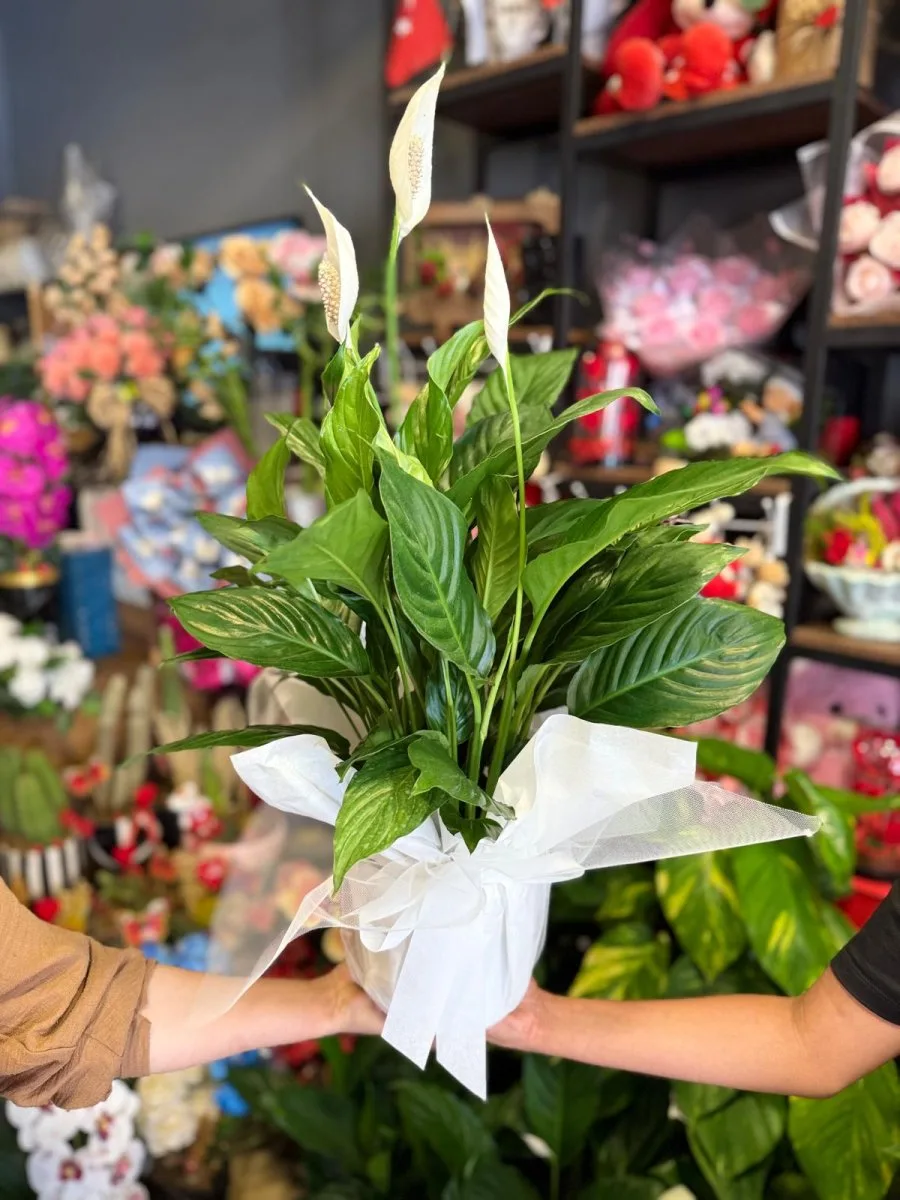 Kar Beyaz Sevgi Spatifilyum Barış Çiçeği