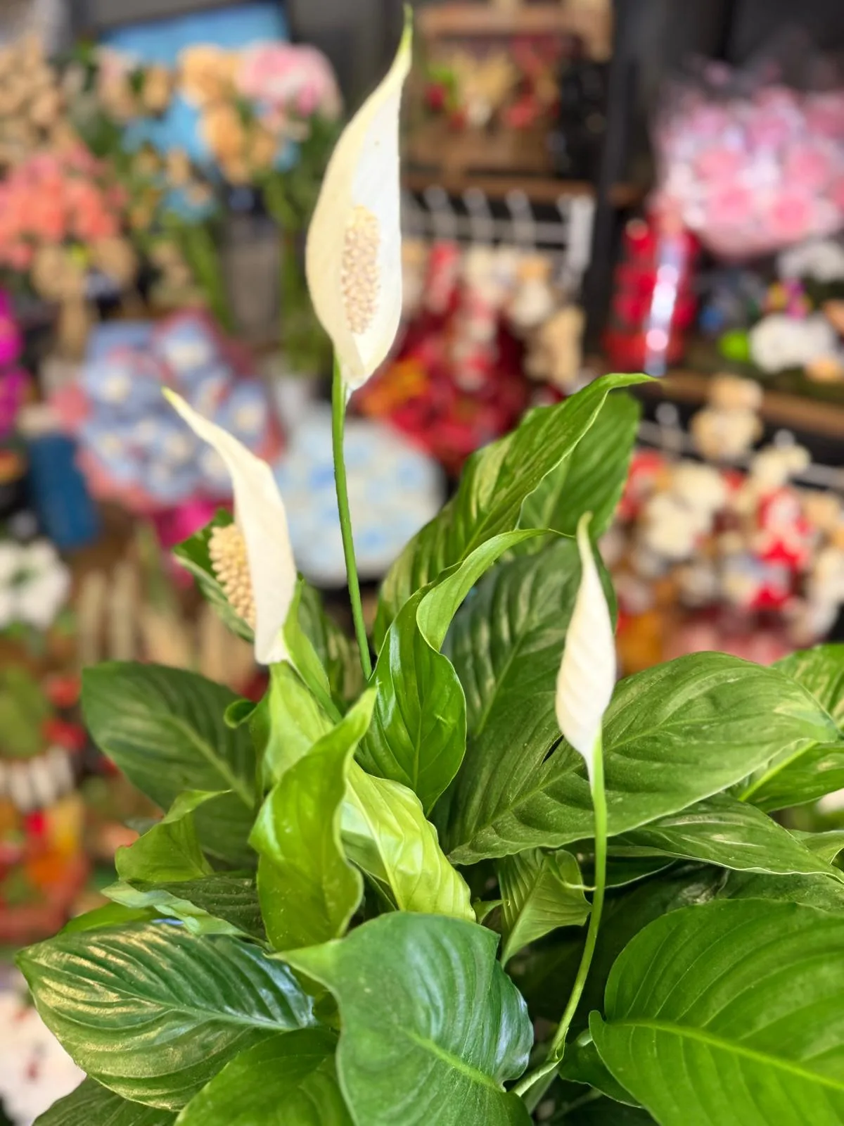 Kar Beyaz Sevgi Spatifilyum Barış Çiçeği