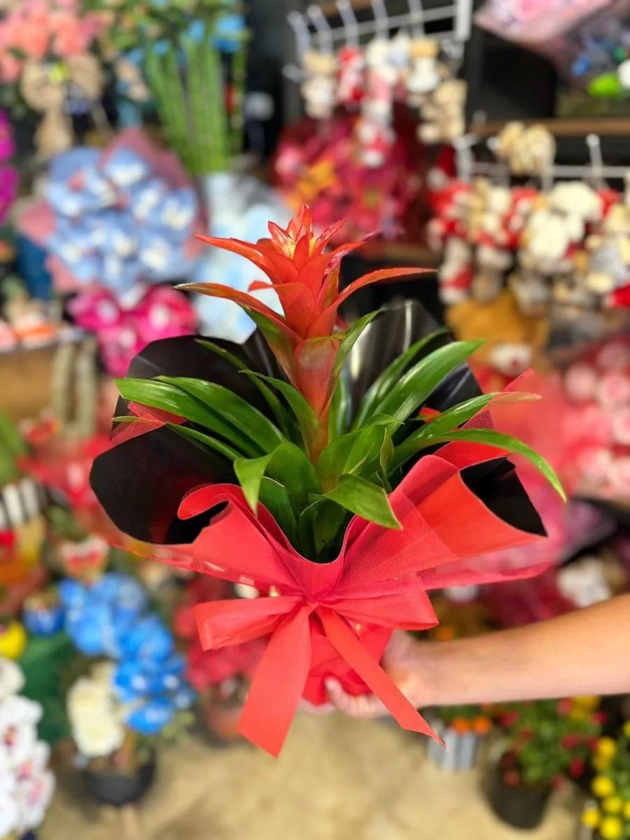 "Kırmızı Guzmanya Saksı Çiçeği