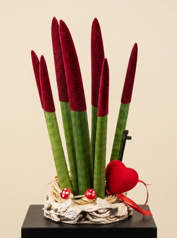 Sansevieria Floklu