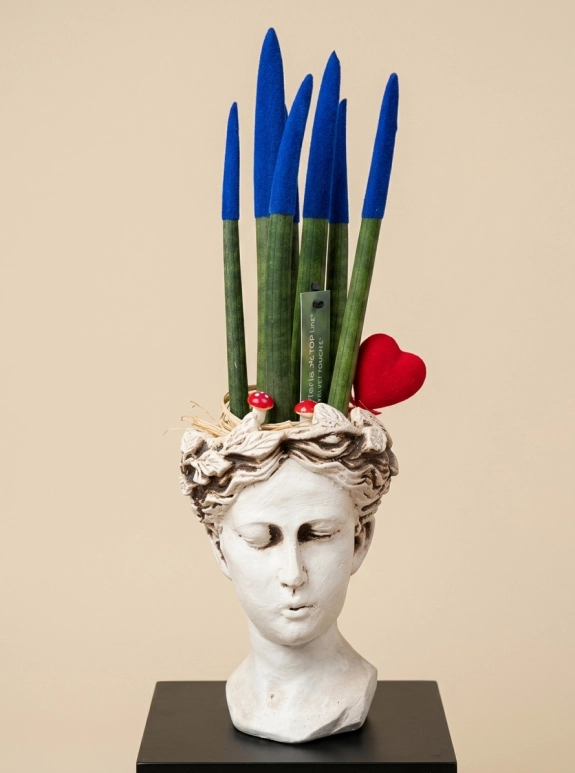 Sansevieria Floklu