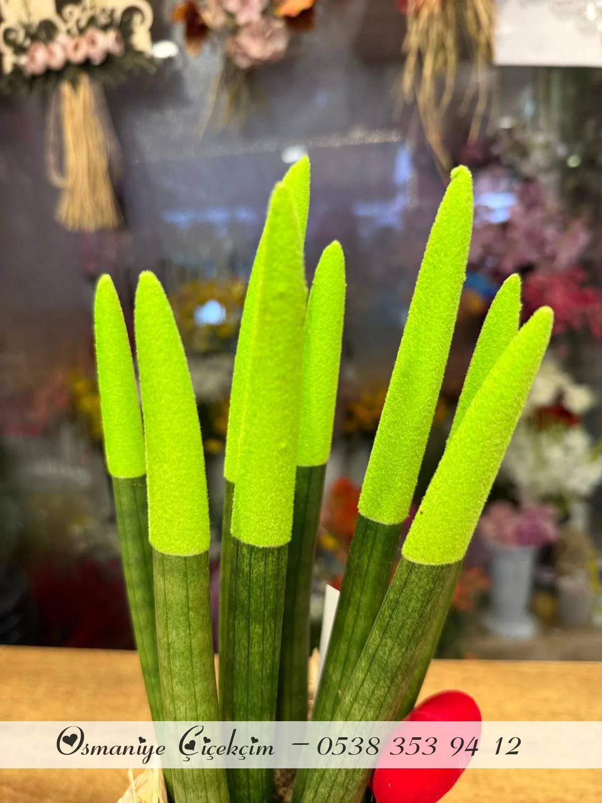 Sansevieria Floklu
